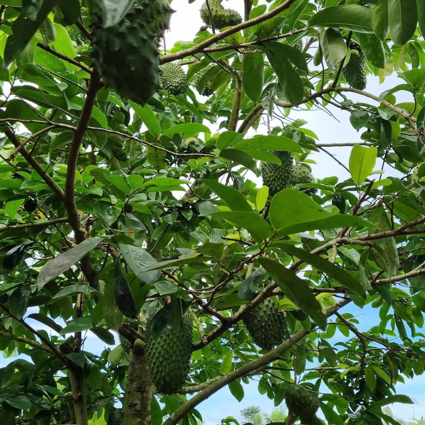 Cách ăn mãng cầu an toàn