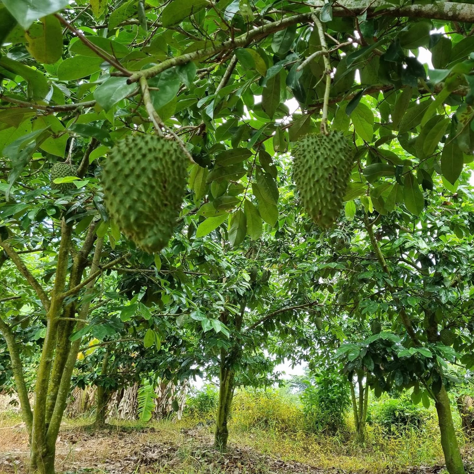 1. Quả mãng cầu tươi