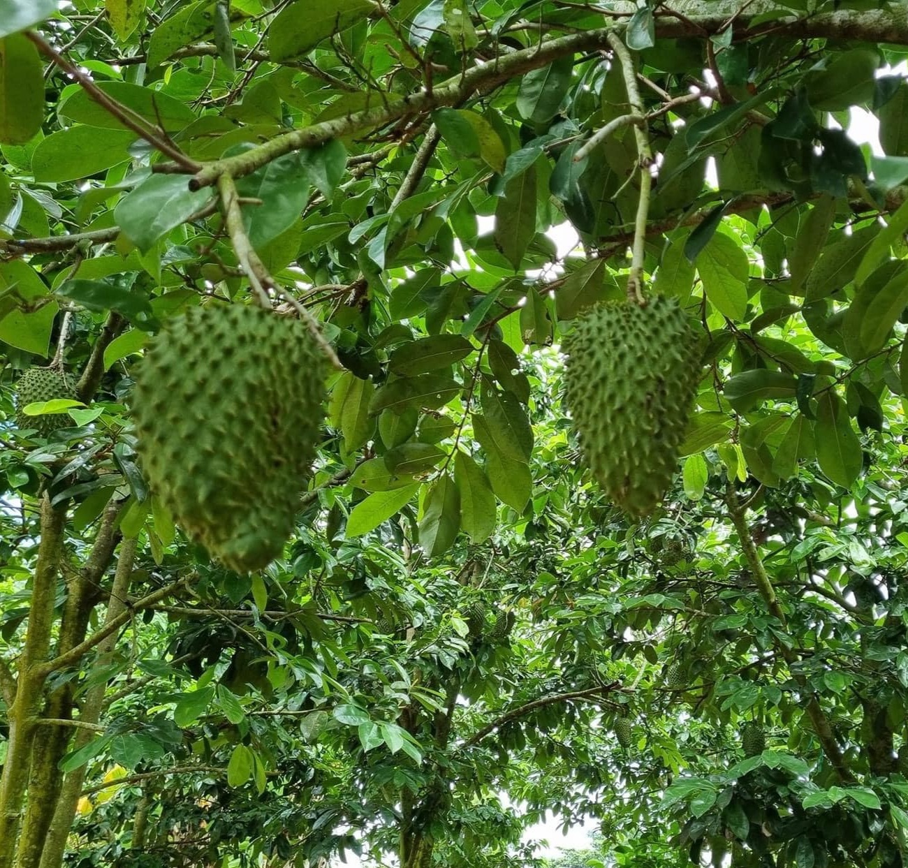 Mãng cầu xiêm là gì?