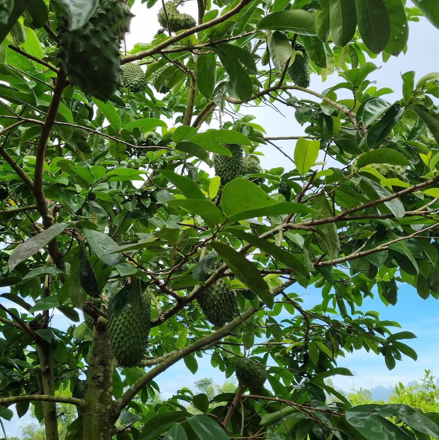 Mãng cầu xiêm có chất dinh dưỡng nào?