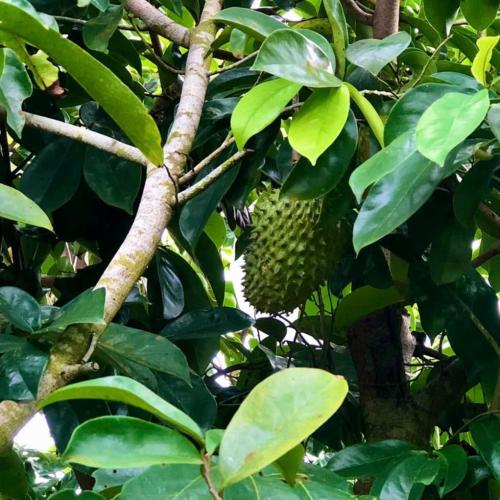 Mãng Cầu Xiêm Có Tác Dụng Gì Cho Da?