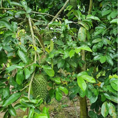 3. Chống oxy hóa và chống viêm