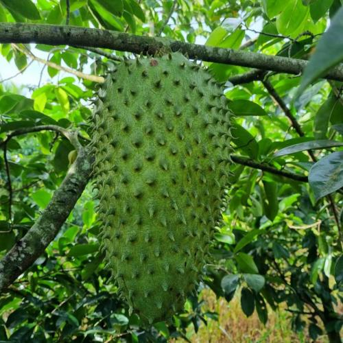 1. Hình dáng và kích thước