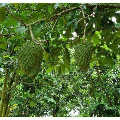 3. Dùng tay sờ vào để cảm nhận