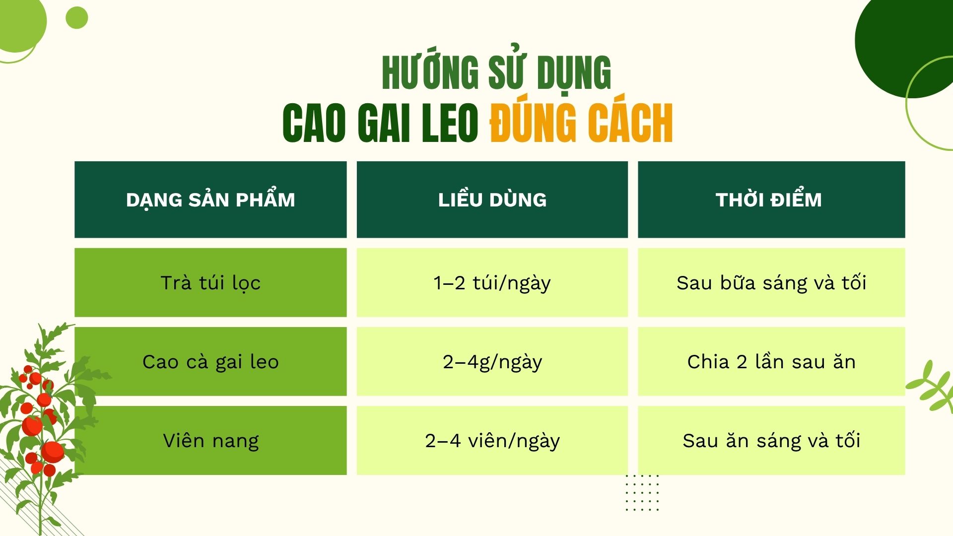 Hướng dẫn sử dụng cà gai leo đúng cách