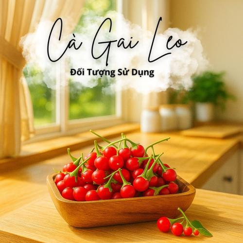 Cà Gai Leo Hòa Tan Có Phù Hợp Cho Mọi Đối Tượng Sử Dụng Không?