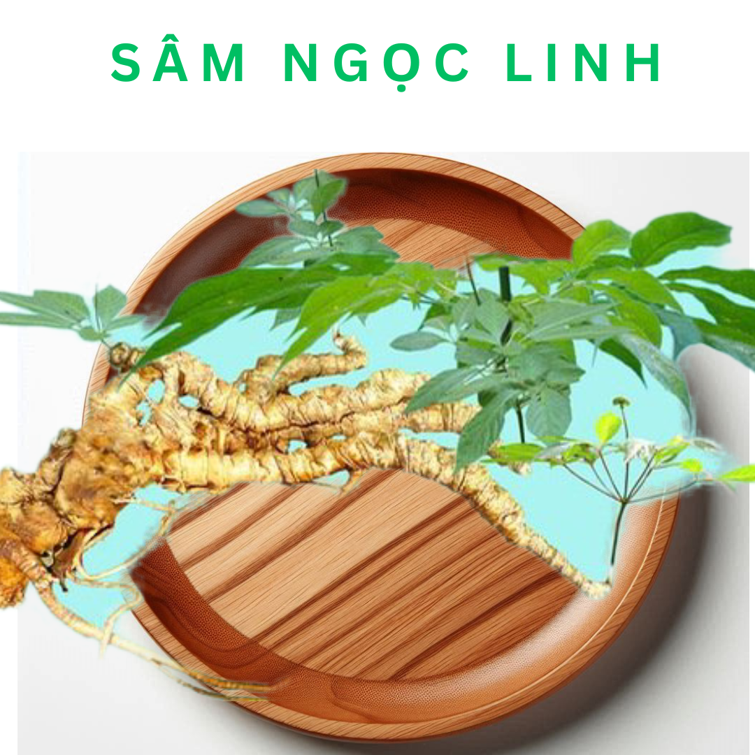 So Sánh Sâm Ngọc Linh Và Sâm Lai Châu