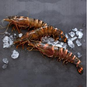 Tôm he là tôm gì?