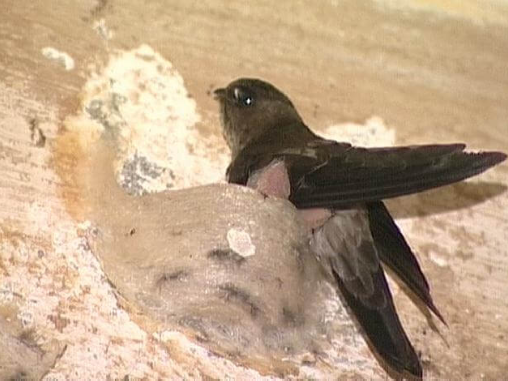 Mạt yến là gì? Đặc điểm để nhận biết