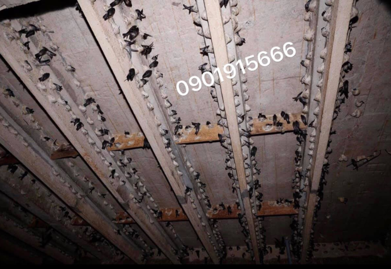 Chim yến loài chim khó chiều