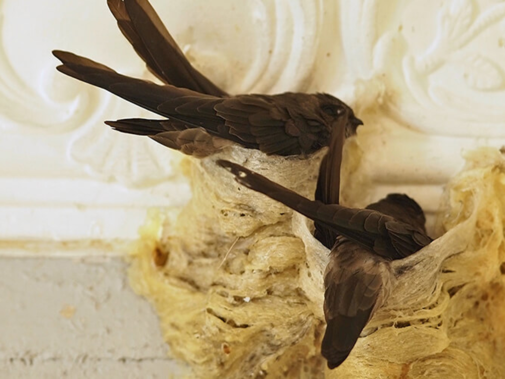 Tác hại của mạt yến đối với đàn yến và nhà nuôi