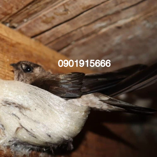 Mạt Yến – Mối Nguy Hại Tiềm Tàng Trong Nghề Nuôi Yến