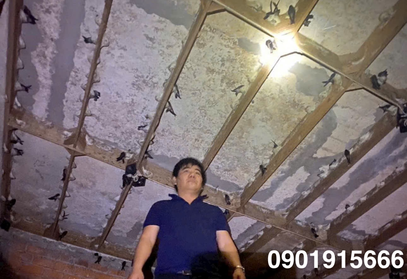 Âm thanh – "Ngôn ngữ" giao tiếp của chim yến