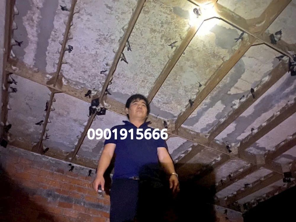 Hướng dẫn sử dụng dung dịch giấm Ichi an toàn cho đàn yến