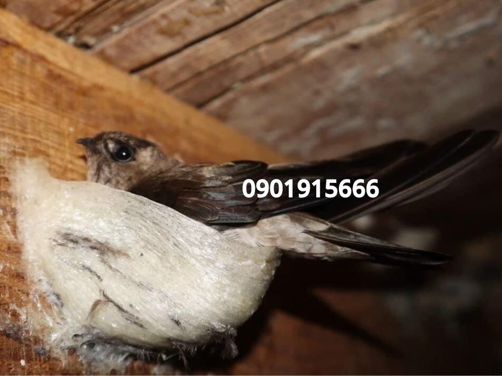 Giải pháp cải tạo kỹ thuật giúp nhà yến thu hút chim ổn định