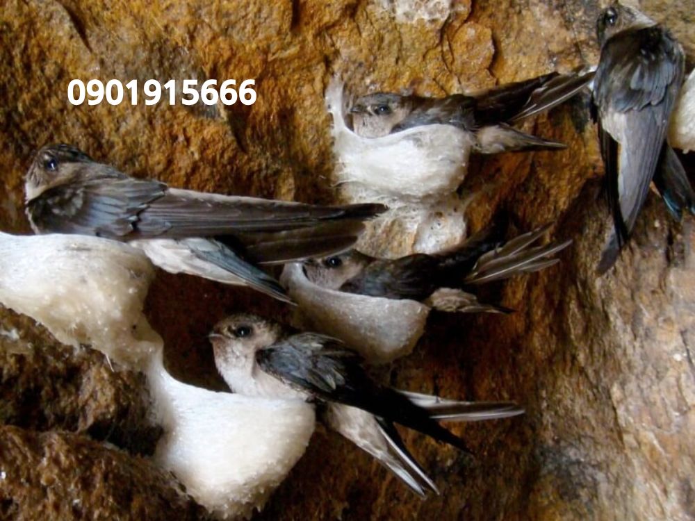 Sai lầm trong thiết kế và vận hành khiến nhà yến kém hiệu quả