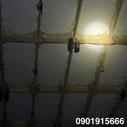 Tìm Hiểu Vai Trò Của Thành Làm Tổ Trong Nhà Yến