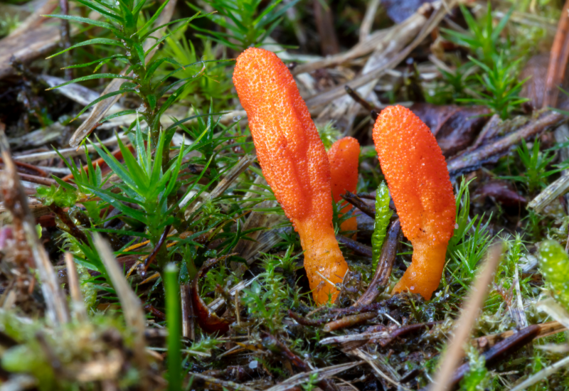 Đông trùng hạ thảo tự nhiên