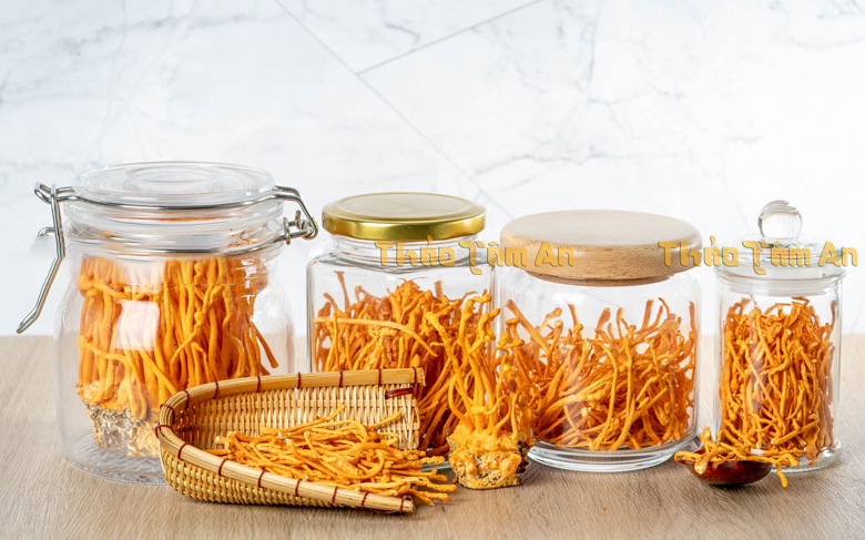 Lợi ích của trà gói đông trùng hạ thảo