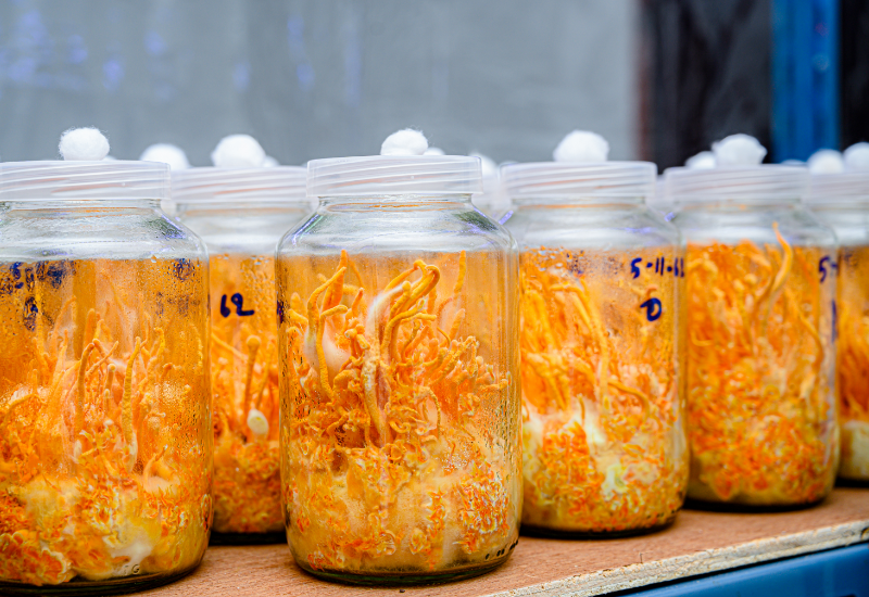 Hỗ trợ phục hồi cơ và thúc đẩy tái tạo tế bào