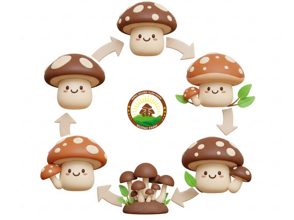 Mô Hình Sản Xuất Nấm Tuần Hoàn