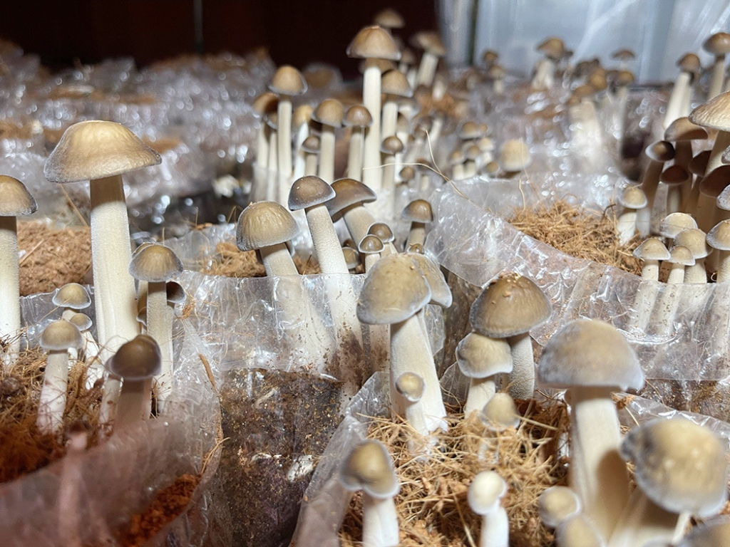 Giúp chị em nông thôn có việc làm, thu nhập