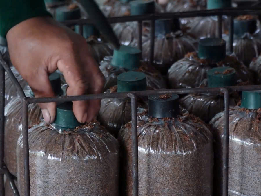 Bước 3: cấy meo nấm