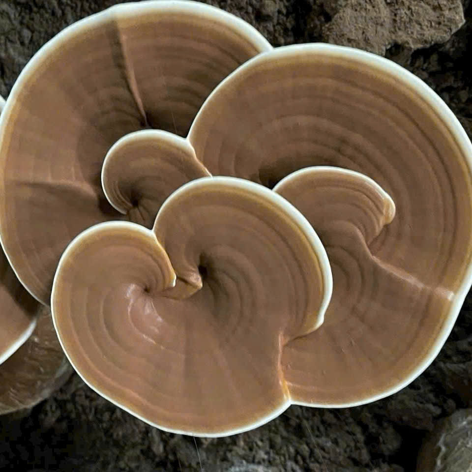 Bào Tử Nấm Linh Chi Là Gì? Bí Mật “Tinh Hoa” Trong Loại Dược Liệu Quý