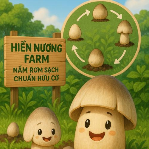 Nguồn Gốc Nấm Rơm – Từ Đồng Ruộng Đến Mâm Cơm Việt