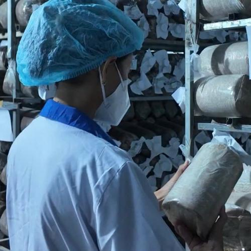 Quy Trình Làm Phôi Nấm Chuẩn – Bí Quyết Trồng Nấm Sạch, Năng Suất Cao