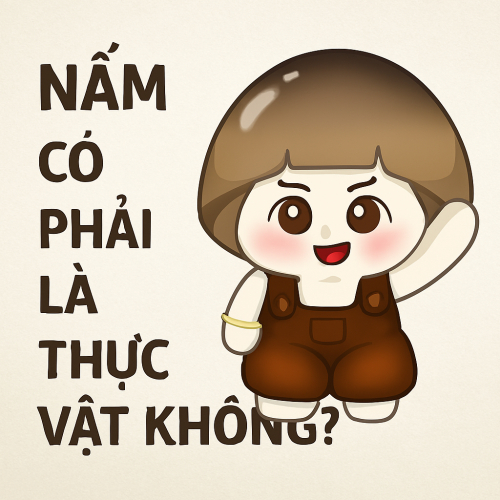 Nấm Có Phải Là Thực Vật Không? Sự Thật Khoa Học Về Nấm