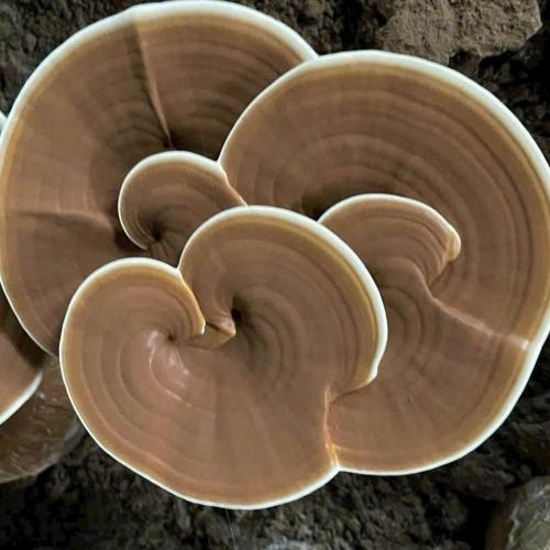 Bào Tử Nấm Linh Chi Là Gì? Bí Mật “Tinh Hoa” Trong Loại Dược Liệu Quý