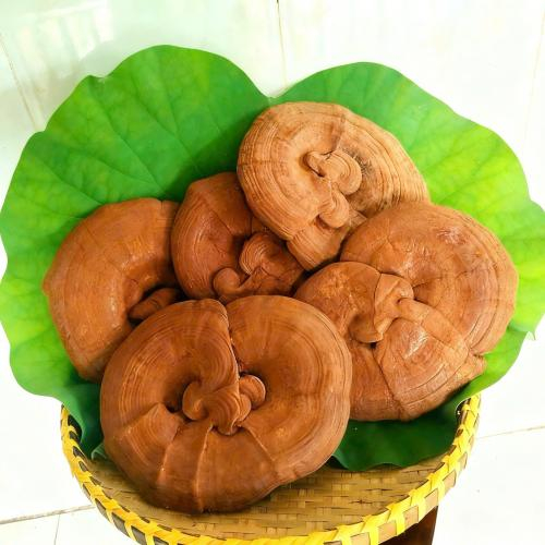 Lợi ích sức khỏe của nấm linh chi