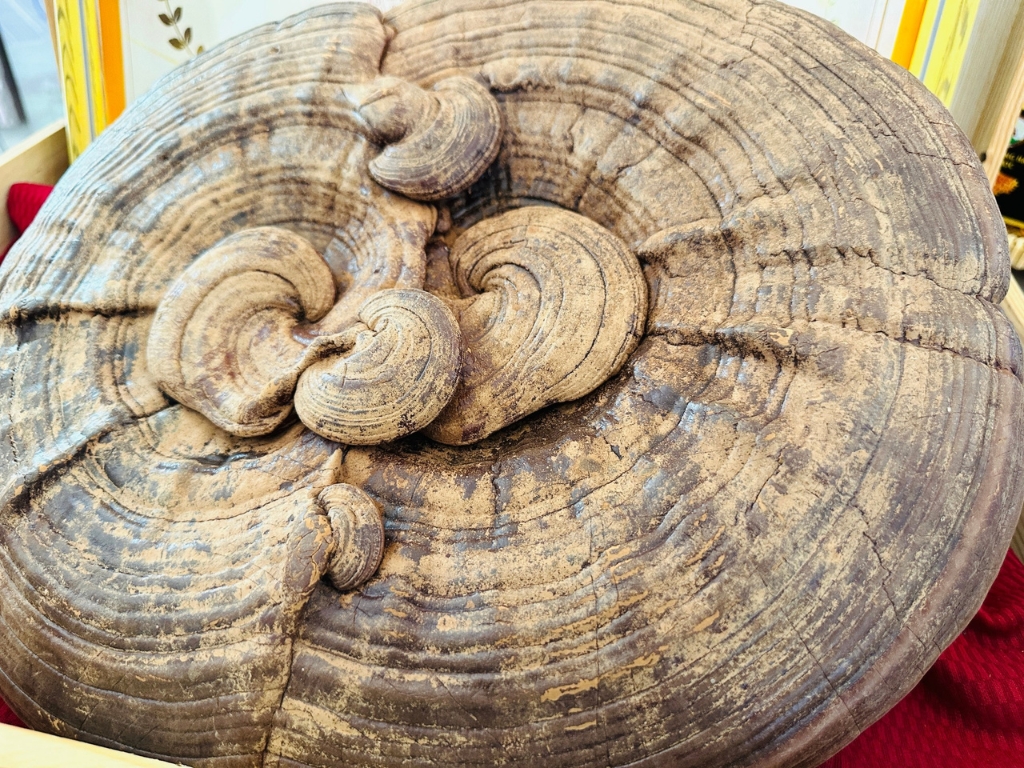 Dự tính trong tương lai