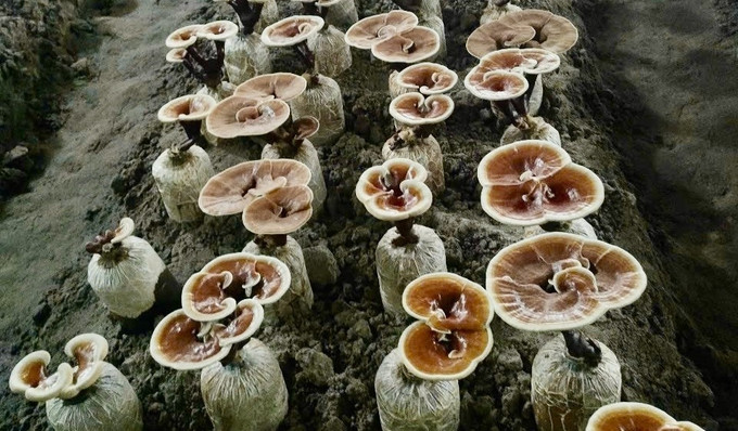 Vòng tuần hoàn từ rơm rạ