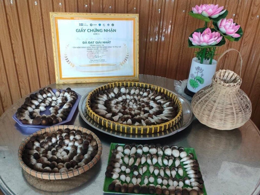 Hành trình phát triển cùng cây nấm: