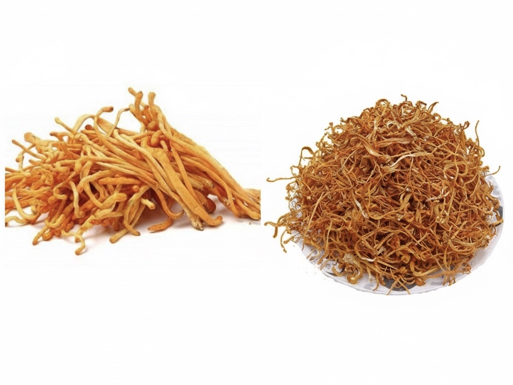 Nấm đông trùng hạ thảo sấy thăng hoa và sấy thường khác nhau ra sao?