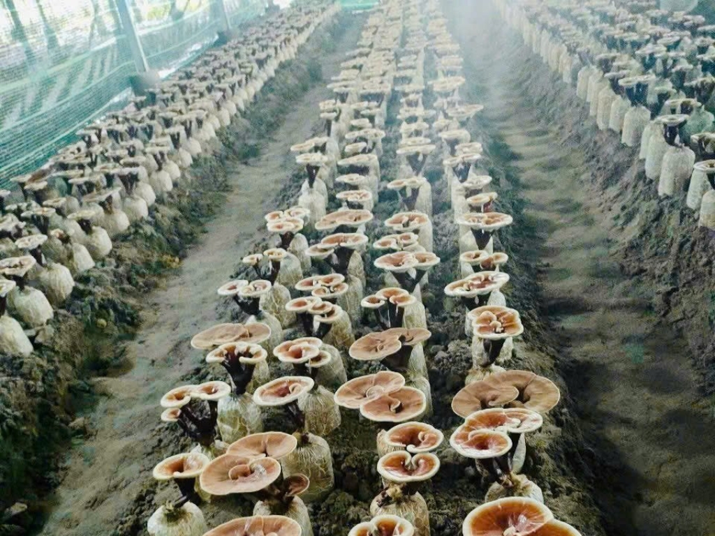 Từ sản phẩm sạch đến trải nghiệm xanh – mô hình phát triển bền vững tại An Giang