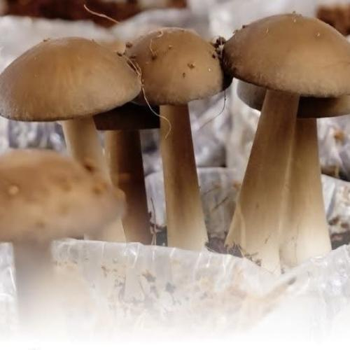 Ứng Dụng Mô Hình Nông Nghiệp Tuần Hoàn Trong Trồng Nấm Mối