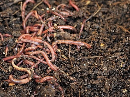 Phân trùn quế là gì?