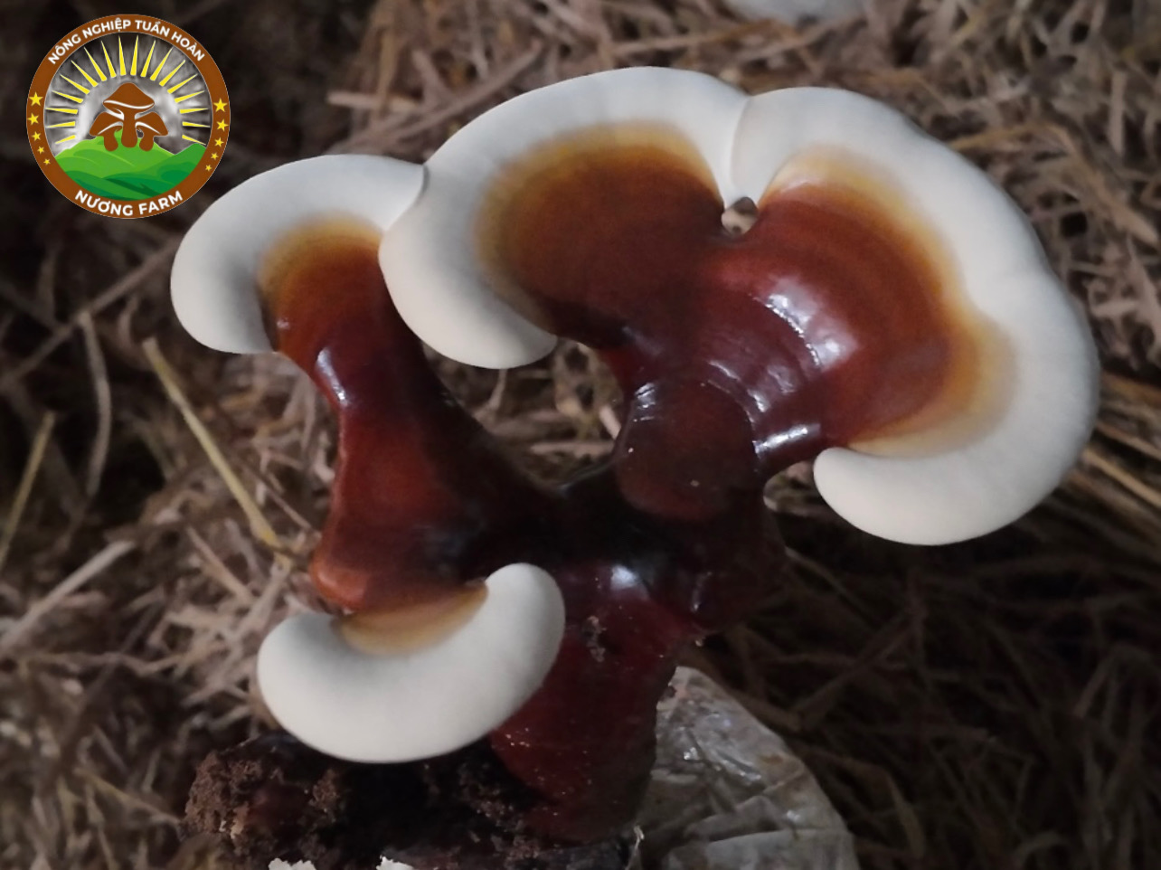 Giai đoạn B — hình thành cuống và phát triển tai nấm (khoảng 20–25 ngày)