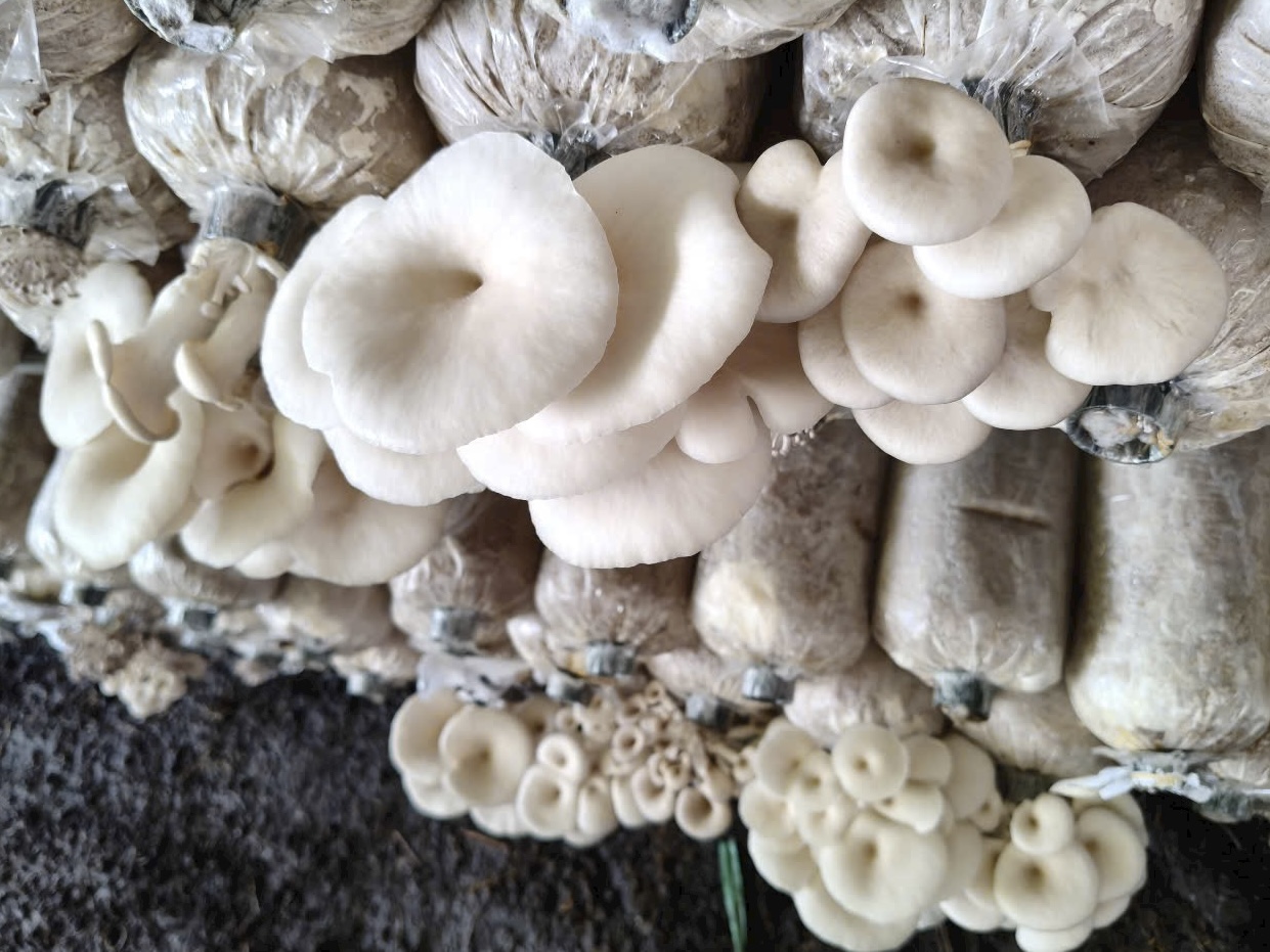 Nấm bào ngư là gì?