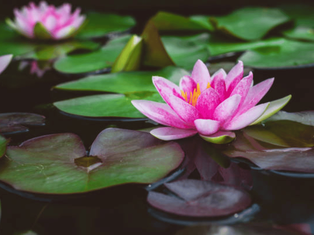 Ngành nghề kinh doanh