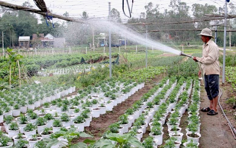 Đà Nẵng đẩy mạnh chuyển đổi số, hướng tới xây dựng nông thôn thông minh