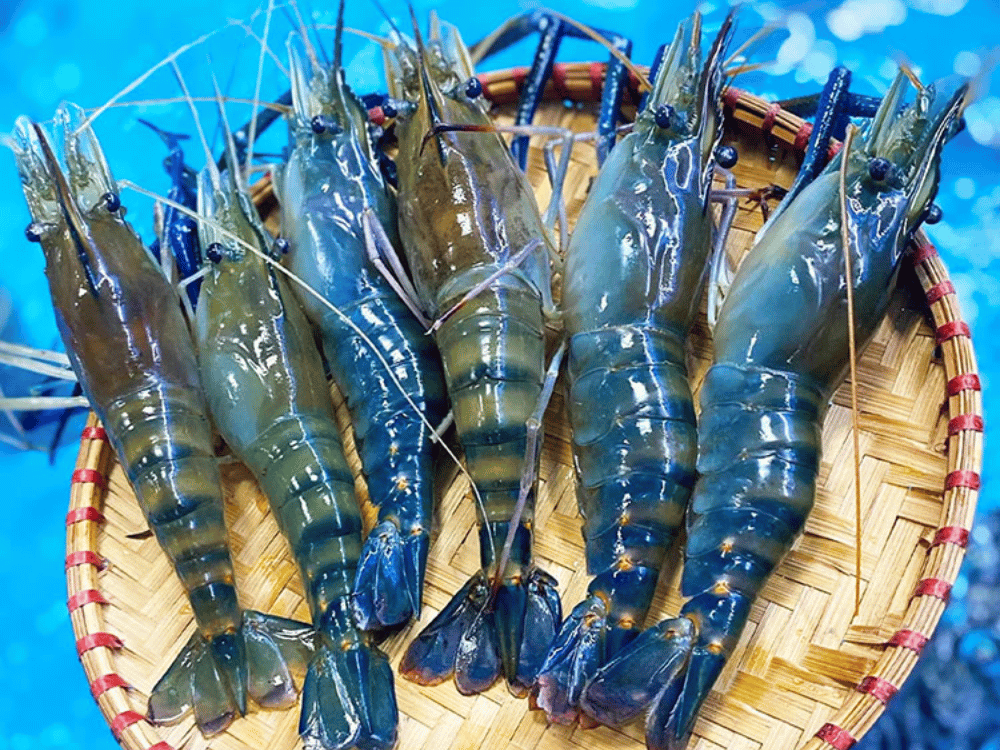 Những loại tôm phổ biến ở Việt Nam