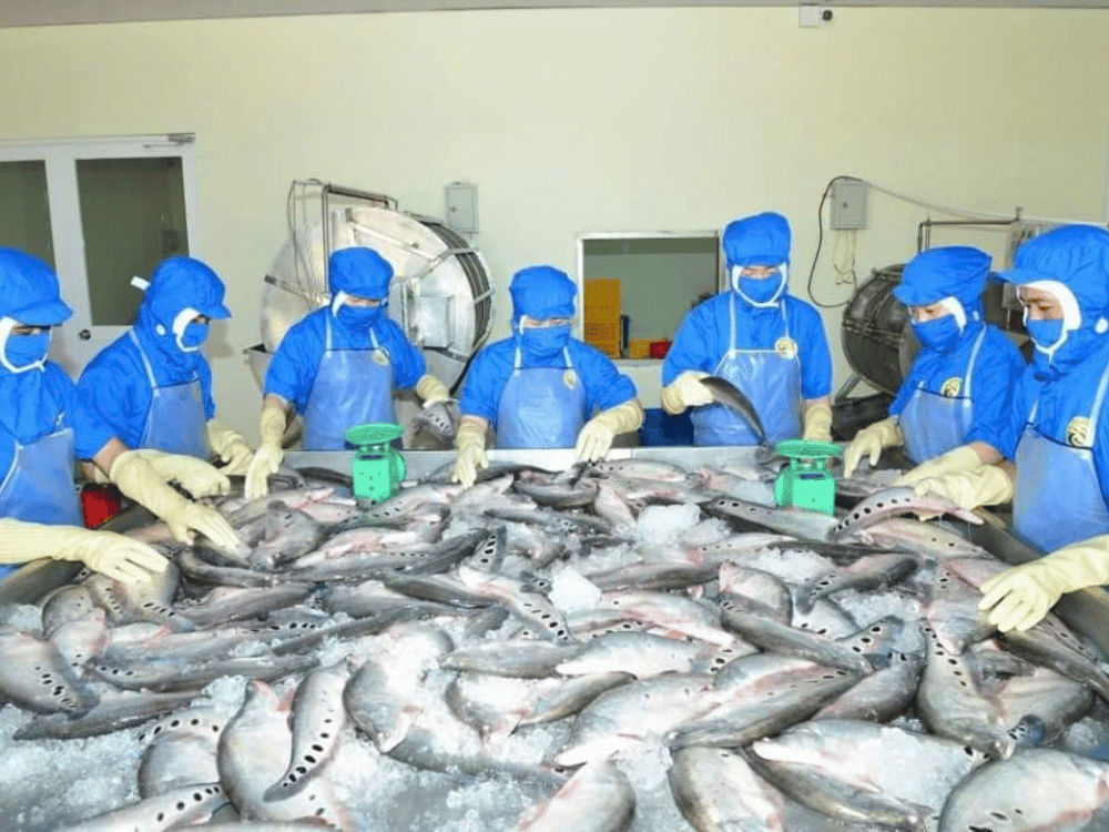 Đưa sản phẩm cá thát lát vươn ra quốc tế