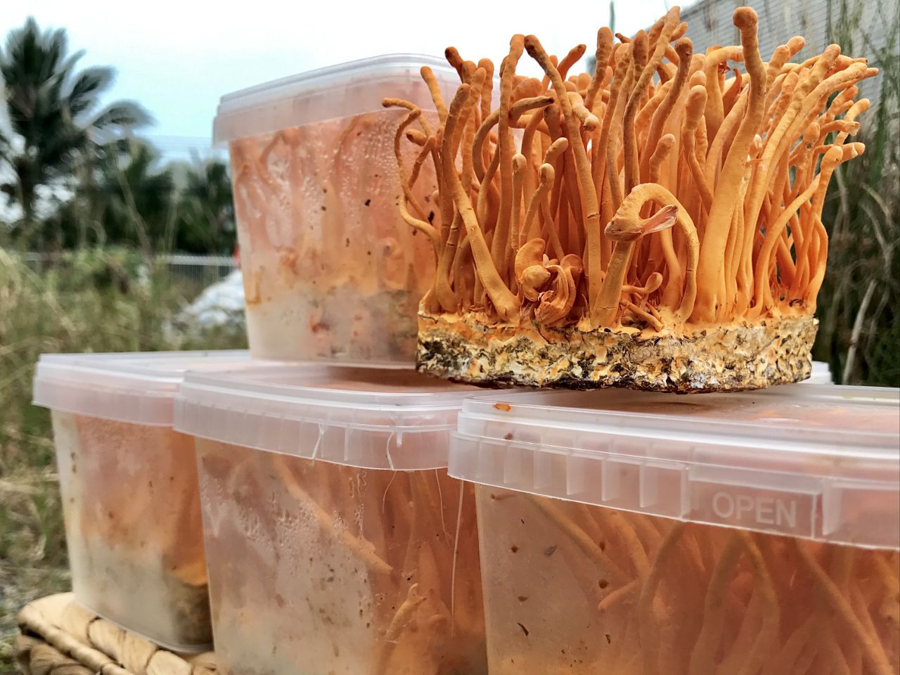 Trà đông trùng hạ thảo tươi