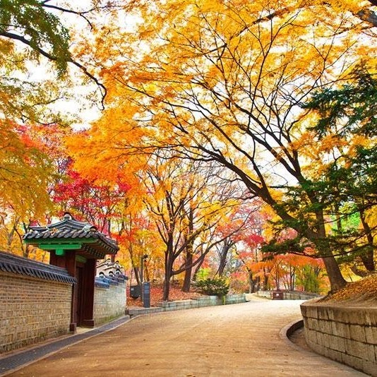 Top 5 Trải Nghiệm Thú Vị Bạn Nên Biết Khi Đến Du Lịch Hàn Quốc Vào Mùa Thu