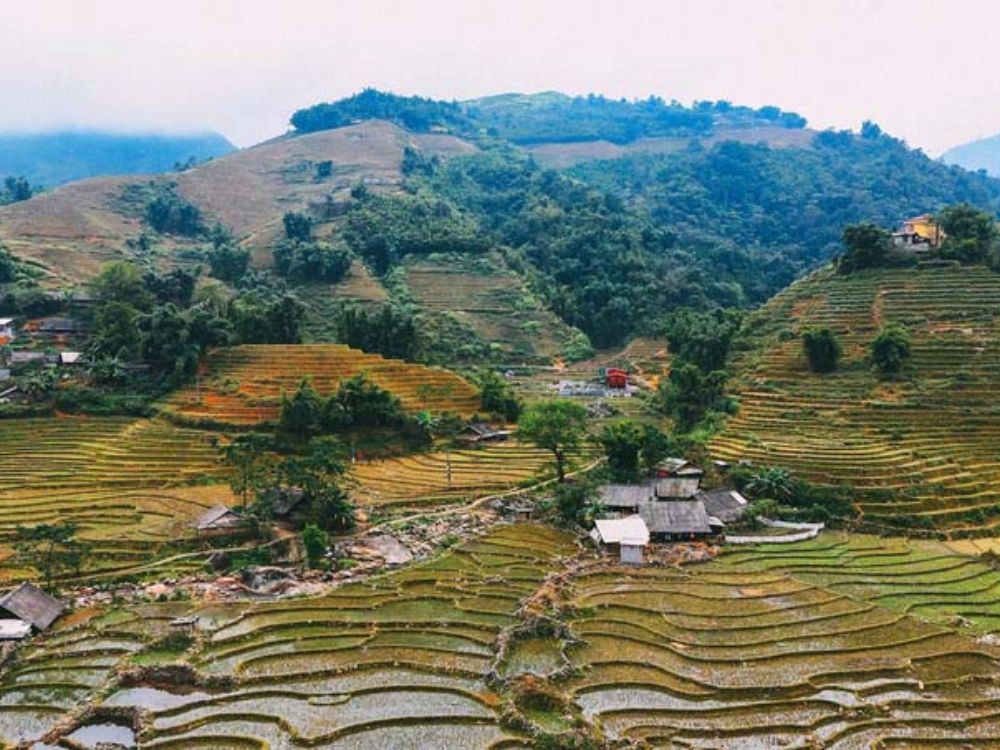 Sapa