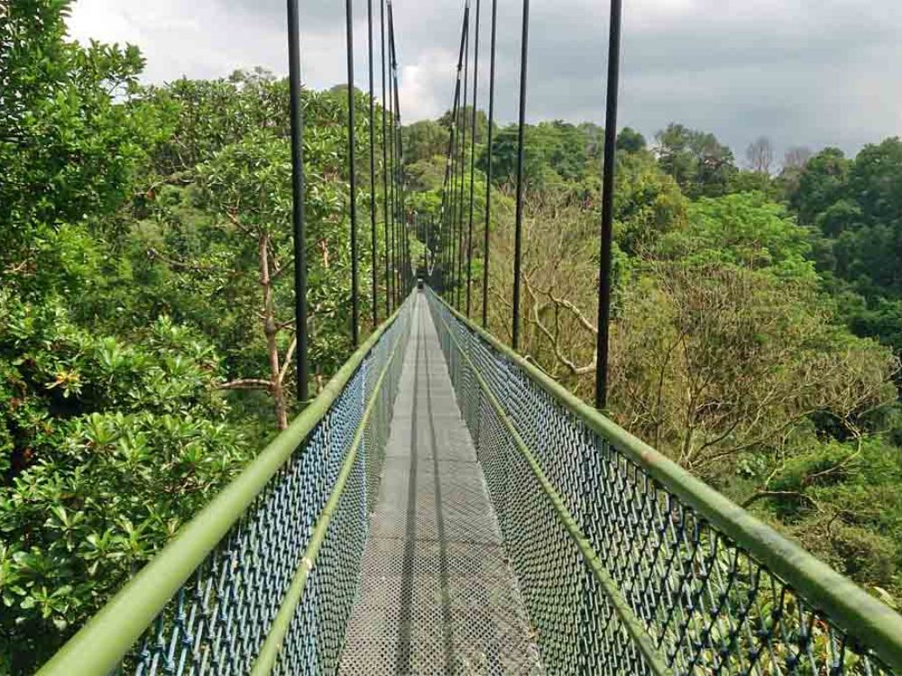 3. Đi bộ khám phá Tree Top Walk ở khu bảo tồn MacRitchie